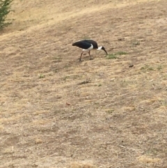 Threskiornis spinicollis (Straw-necked Ibis) at Deakin, ACT - 8 Feb 2020 by KL