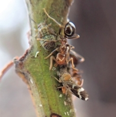 Papyrius nitidus (Shining Coconut Ant) at Cook, ACT - 21 Jan 2020 by CathB