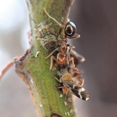 Papyrius nitidus (Shining Coconut Ant) at Cook, ACT - 20 Jan 2020 by CathB