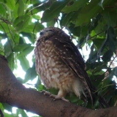 Ninox boobook (Southern Boobook) at Hughes, ACT - 9 Feb 2020 by JackyF