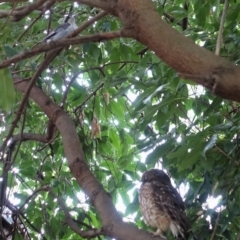 Ninox boobook at Hughes, ACT - 9 Feb 2020 12:18 PM