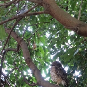 Ninox boobook at Hughes, ACT - 9 Feb 2020 12:18 PM