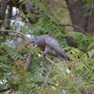 Callocephalon fimbriatum at Hughes, ACT - suppressed