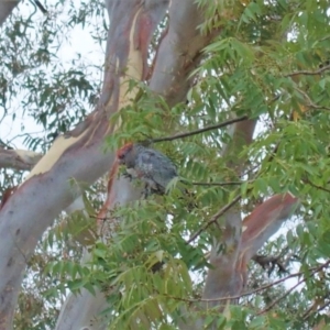 Callocephalon fimbriatum at Hughes, ACT - suppressed