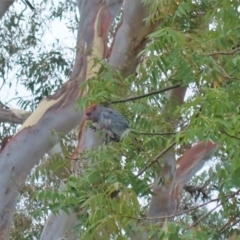 Callocephalon fimbriatum at Hughes, ACT - 8 Feb 2020