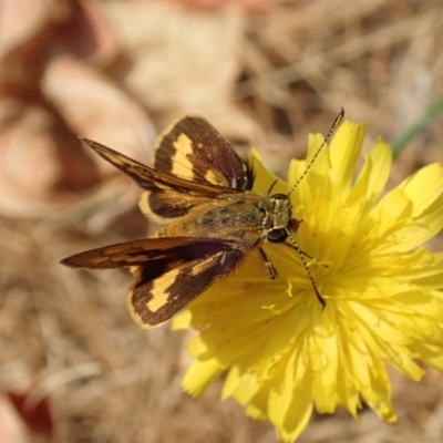 Ocybadistes walkeri (Green Grass-dart) at Cook, ACT - 24 Dec 2019 by CathB