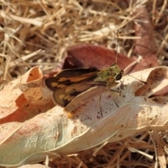 Ocybadistes walkeri at Cook, ACT - 24 Dec 2019