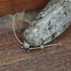 Lichenaula sp nr onychotypa at Cook, ACT - 28 Dec 2019 02:48 PM