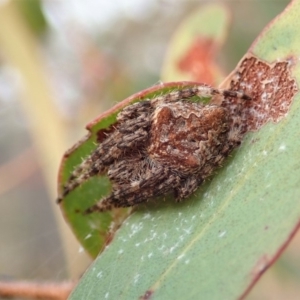 Backobourkia sp. (genus) at Dunlop, ACT - 12 Jan 2020