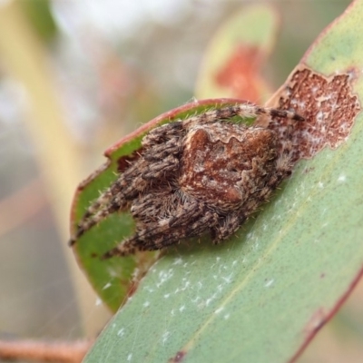 Backobourkia sp. (genus) (An orb weaver) at Aranda Bushland - 12 Jan 2020 by CathB