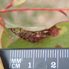 Backobourkia sp. (genus) at Dunlop, ACT - 12 Jan 2020