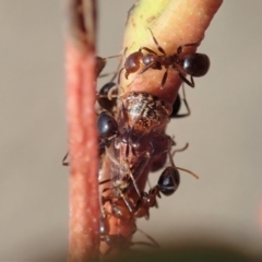 Papyrius nitidus (Shining Coconut Ant) at Dunlop, ACT - 4 Feb 2020 by CathB