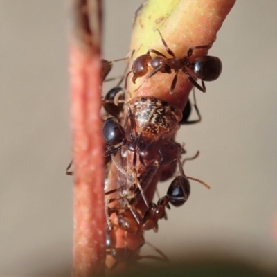 Papyrius nitidus (Shining Coconut Ant) at Dunlop, ACT - 5 Feb 2020 by CathB