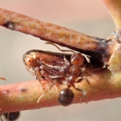 Papyrius nitidus at Dunlop, ACT - suppressed