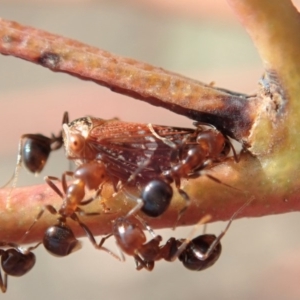 Papyrius nitidus at Dunlop, ACT - suppressed