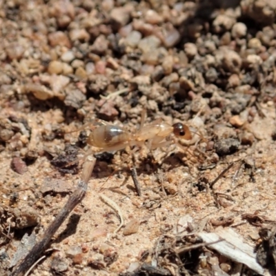 Camponotus claripes (Pale-legged sugar ant) at Dunlop, ACT - 21 Jan 2020 by CathB