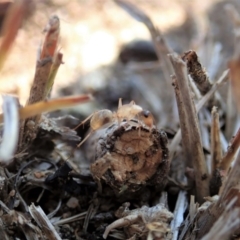 Camponotus claripes at Dunlop, ACT - 21 Jan 2020