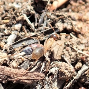 Camponotus claripes at Dunlop, ACT - 21 Jan 2020 10:33 AM