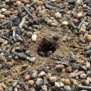 Iridomyrmex purpureus at Yerrinbool - 7 Jan 2017 10:58 AM