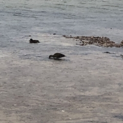 Anas castanea (Chestnut Teal) at Red Head Villages Bushcare - 9 Feb 2020 by Tanya