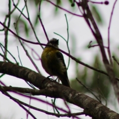 Eopsaltria australis (Eastern Yellow Robin) at Broulee Moruya Nature Observation Area - 25 Jan 2020 by LisaH