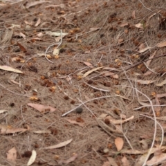 Calyptorhynchus lathami lathami at Moruya, NSW - suppressed