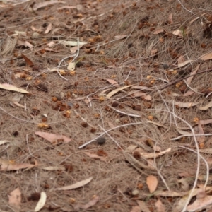 Calyptorhynchus lathami lathami at Moruya, NSW - suppressed