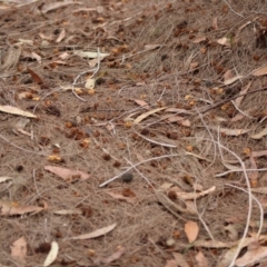 Calyptorhynchus lathami at Moruya, NSW - 26 Jan 2020
