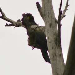 Zanda funerea (Yellow-tailed Black-Cockatoo) at Moruya, NSW - 26 Jan 2020 by LisaH