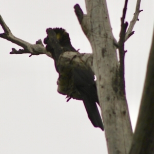 Zanda funerea at Moruya, NSW - 26 Jan 2020