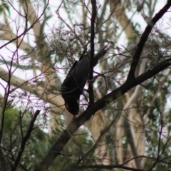 Zanda funerea at Moruya, NSW - 26 Jan 2020 06:24 PM