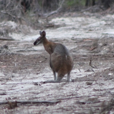 Notamacropus rufogriseus (Red-necked Wallaby) at Broulee Moruya Nature Observation Area - 25 Jan 2020 by LisaH