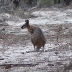 Notamacropus rufogriseus at Moruya, NSW - 26 Jan 2020