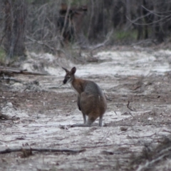 Notamacropus rufogriseus at Moruya, NSW - 26 Jan 2020