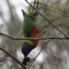 Trichoglossus moluccanus (Rainbow Lorikeet) at Moruya, NSW - 25 Jan 2020 by LisaH