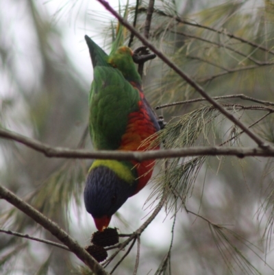 Trichoglossus moluccanus (Rainbow Lorikeet) at Moruya, NSW - 25 Jan 2020 by LisaH