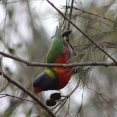 Trichoglossus moluccanus at Moruya, NSW - 26 Jan 2020 10:20 AM