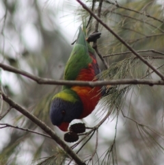 Trichoglossus moluccanus at Moruya, NSW - 26 Jan 2020 10:20 AM