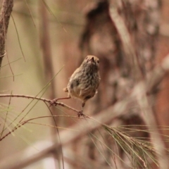 Acanthiza pusilla (Brown Thornbill) at Moruya, NSW - 25 Jan 2020 by LisaH