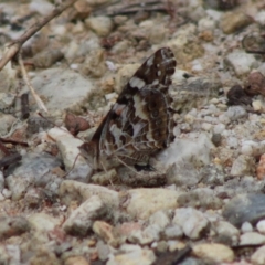 Vanessa kershawi (Australian Painted Lady) at Moruya, NSW - 25 Jan 2020 by LisaH