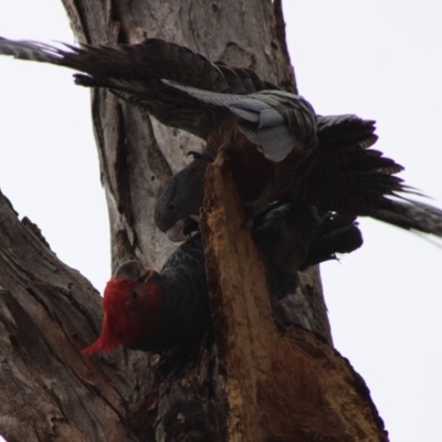 Callocephalon fimbriatum (Gang-gang Cockatoo) at Hughes Grassy Woodland - 8 Feb 2020 by LisaH