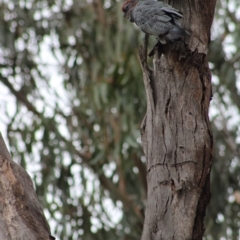 Callocephalon fimbriatum at Hughes, ACT - 8 Feb 2020