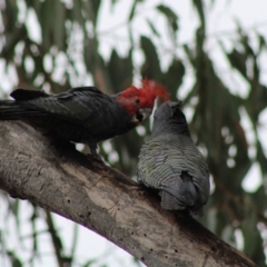 Callocephalon fimbriatum at Hughes, ACT - 8 Feb 2020