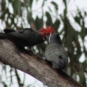 Callocephalon fimbriatum at Hughes, ACT - suppressed