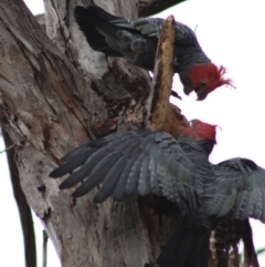 Callocephalon fimbriatum at Hughes, ACT - 8 Feb 2020