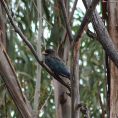 Eurystomus orientalis (Dollarbird) at Red Hill to Yarralumla Creek - 8 Feb 2020 by LisaH