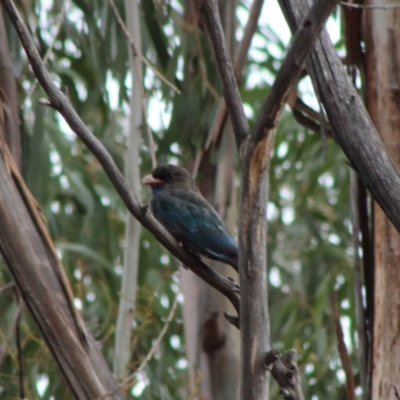 Eurystomus orientalis (Dollarbird) at Hughes, ACT - 8 Feb 2020 by LisaH