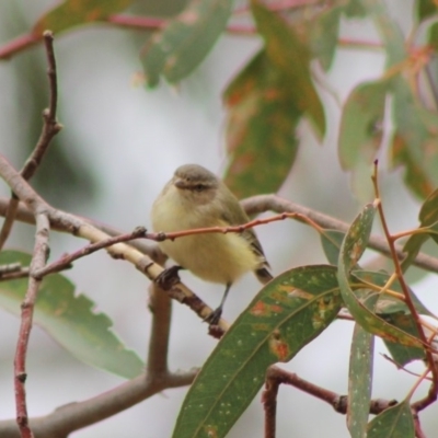 Smicrornis brevirostris (Weebill) at Hughes, ACT - 7 Feb 2020 by LisaH