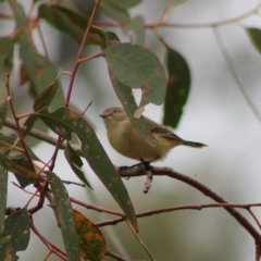 Smicrornis brevirostris at Hughes, ACT - 7 Feb 2020