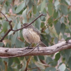 Pachycephala rufiventris (Rufous Whistler) at Red Hill to Yarralumla Creek - 6 Feb 2020 by LisaH